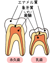 エナメル質　象牙質　歯髄　
